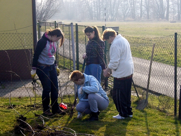 Přesazování malin 8.3.2014